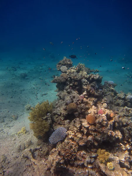 Portret Coral reef — Zdjęcie stockowe