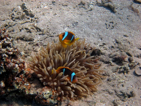 Nemo fish — Stock Photo, Image