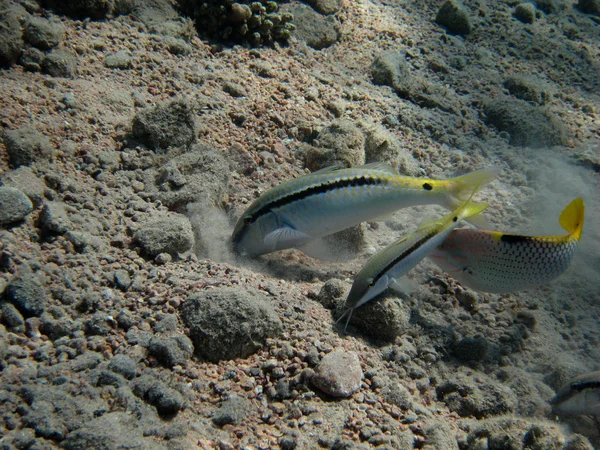 Kızıl Deniz goatfish — Stok fotoğraf