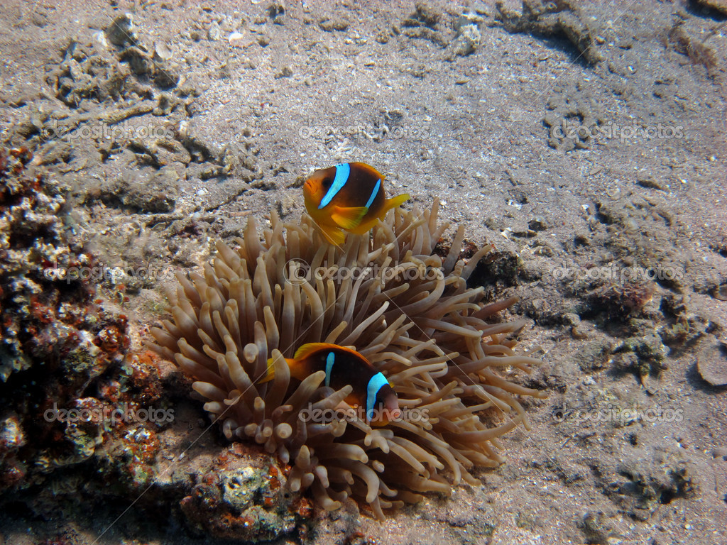 nemo fish - stock image