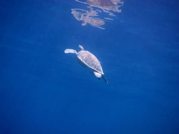 Tortuga marina obtener aire — Foto de Stock