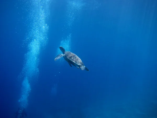Sea turtle between bubbles — Stock Photo, Image