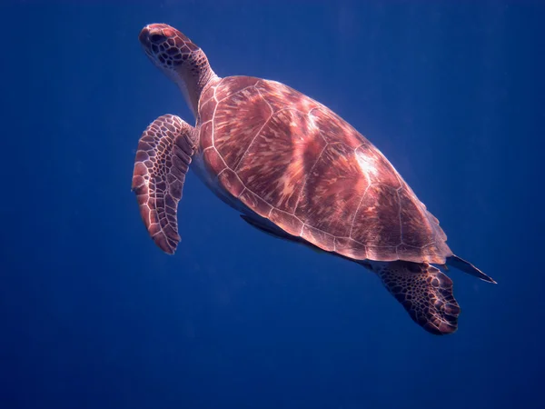 Havssköldpadda nära — Stockfoto