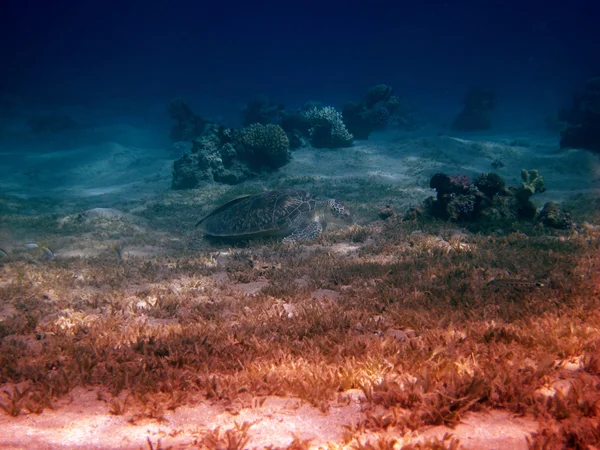 Tortuga marina entre corales — Foto de Stock