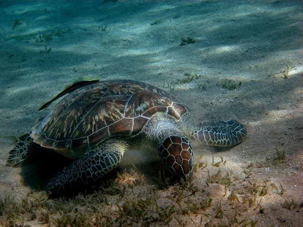 Deniz kaplumbağası yiyor — Stok fotoğraf