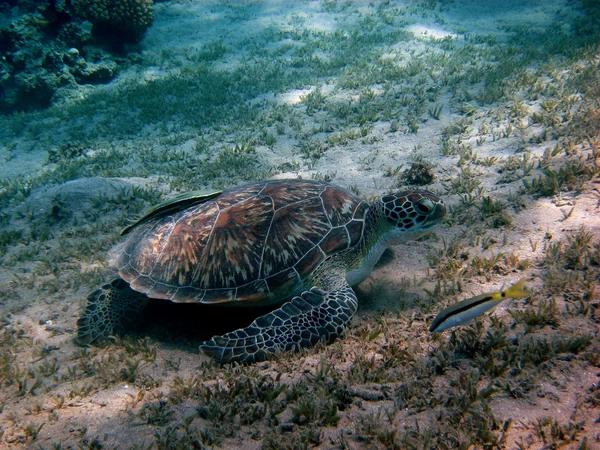 Tortuga marina y peces —  Fotos de Stock