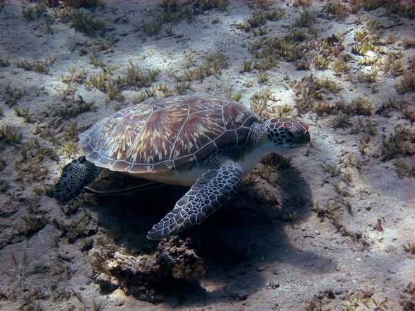 Karetschildpad op de grond — Stockfoto