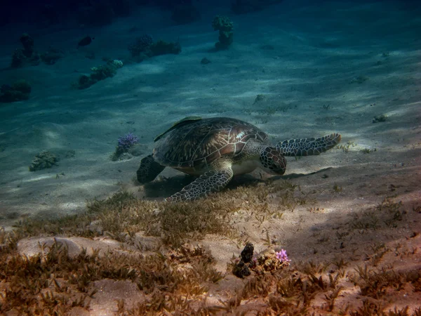 Sea turtle looks — Stock Photo, Image