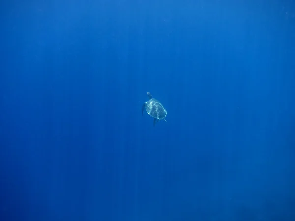 Tortuga marina en el medio — Foto de Stock