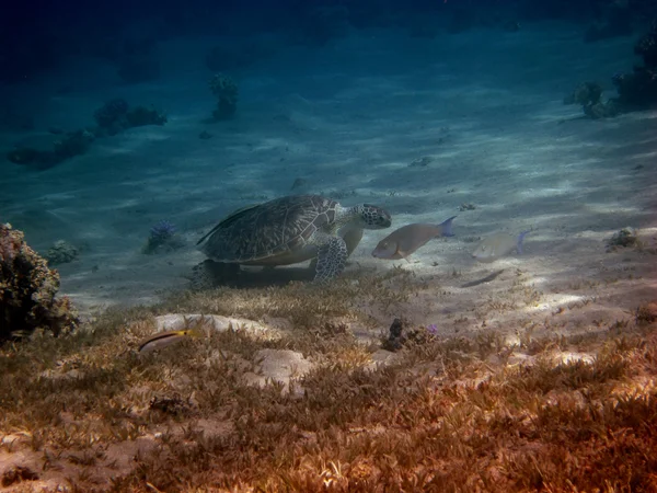 Sea turtle in the sea — Stock Photo, Image