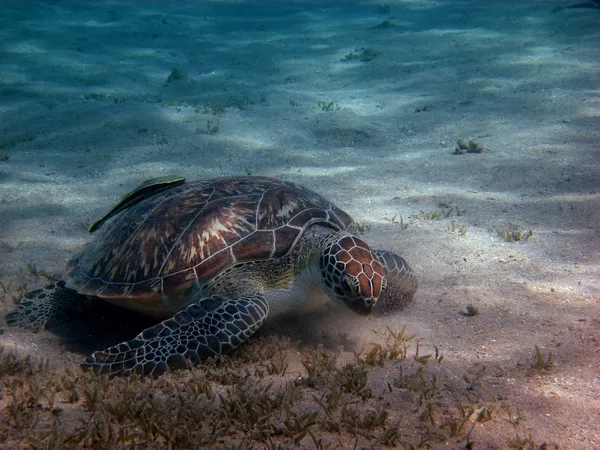 Sea turtle eats seaweed — Stock Photo, Image