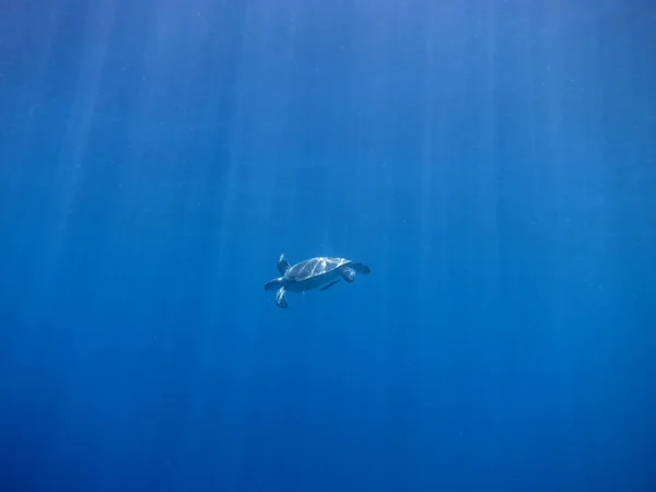 Морская черепаха и солнечные лучи — стоковое фото