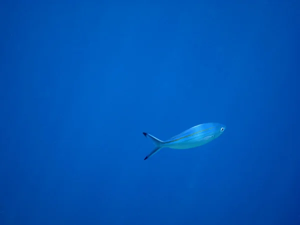 Blå fisk i vatten — Stockfoto