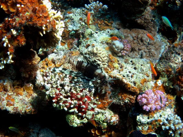 Peixe-fogo em coral — Fotografia de Stock