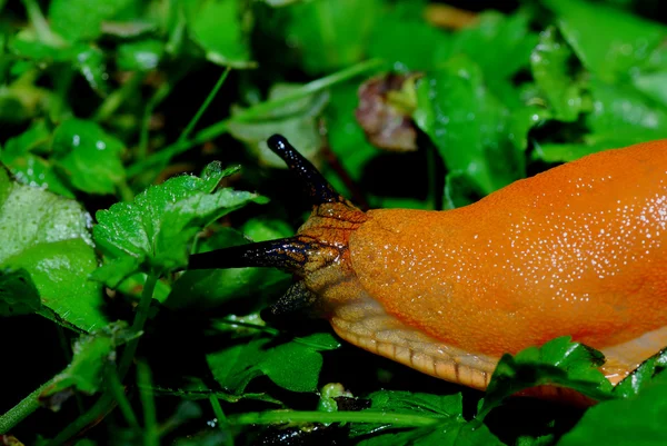 Pomarańczowy ślimak — Zdjęcie stockowe