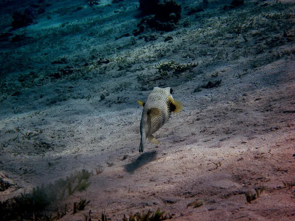 Poisson-globe par derrière — Photo