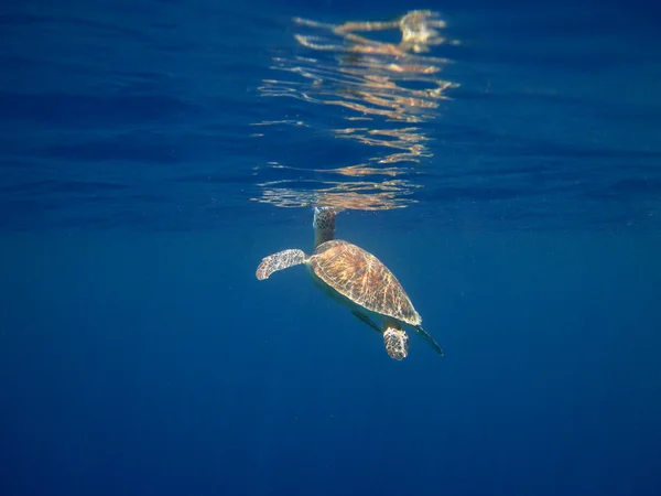 Sea turtle breathes — Stock Photo, Image