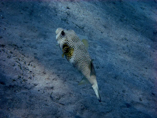 Weissflecken kugelfisch schwimmt — Zdjęcie stockowe