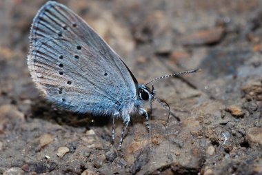 Kelebek büyük görünüm