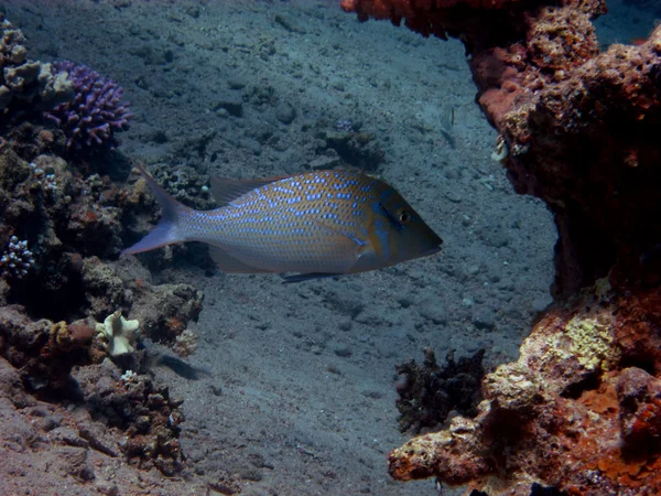 Fish in the red sea — Stock Photo, Image