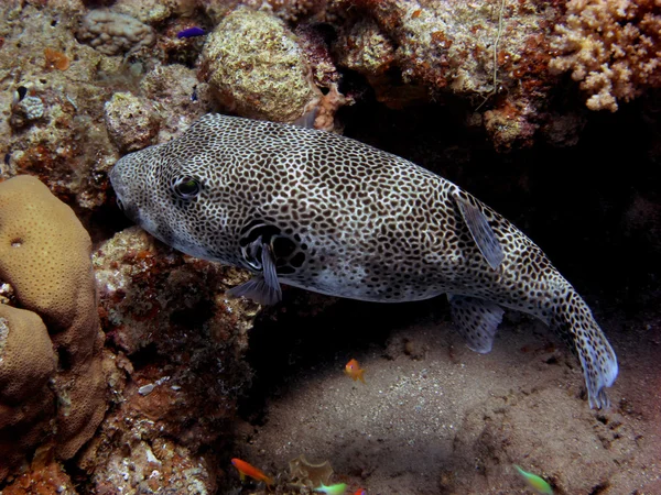 Pufferfish in big view — Stock Photo, Image