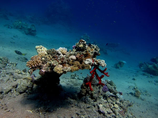 红珊瑚 — 图库照片