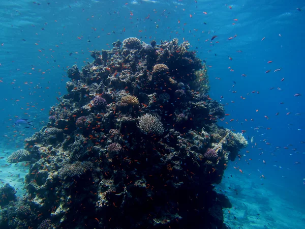 Риф в голубом море — стоковое фото