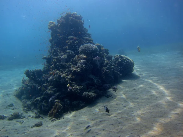 Риф во время погружения — стоковое фото