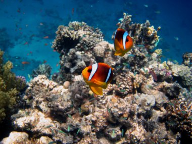 iki kırmızı deniz anemone balıklar