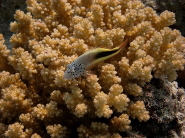 Korall fisk keeper med korall — Stockfoto