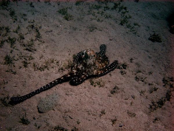 Octopus op de zeebodem — Stockfoto