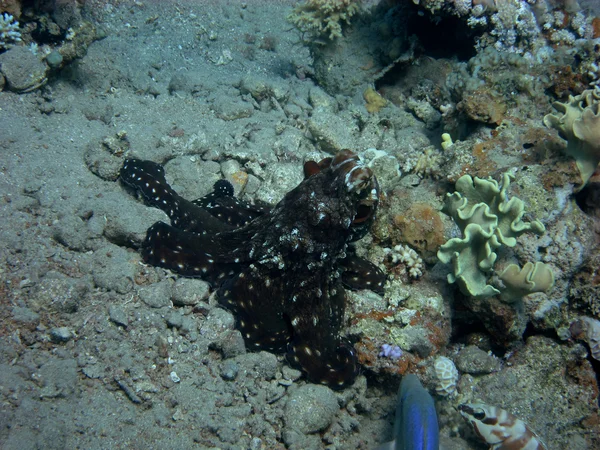 Octopus on reef — Stock Photo, Image