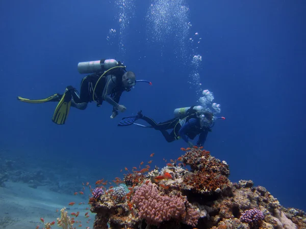 resif üzerinde iki dalgıç