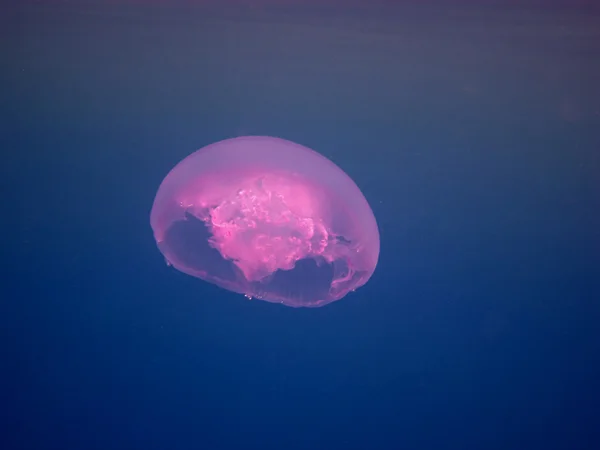 Jellyfish close — Stock Photo, Image