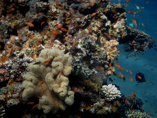 Coral reef in Egypte — Stockfoto