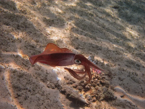 Reef squid big view — Stock Photo, Image