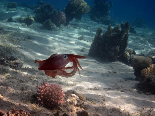 Calamar de arrecife en el rojo — Foto de Stock