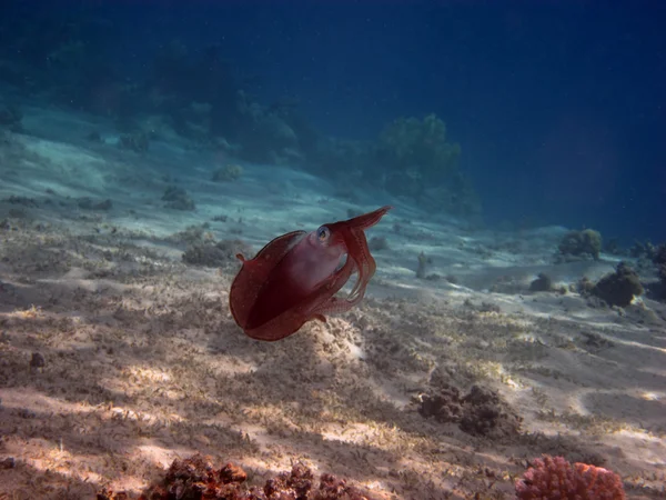Yüzme resif mürekkep balığı — Stok fotoğraf