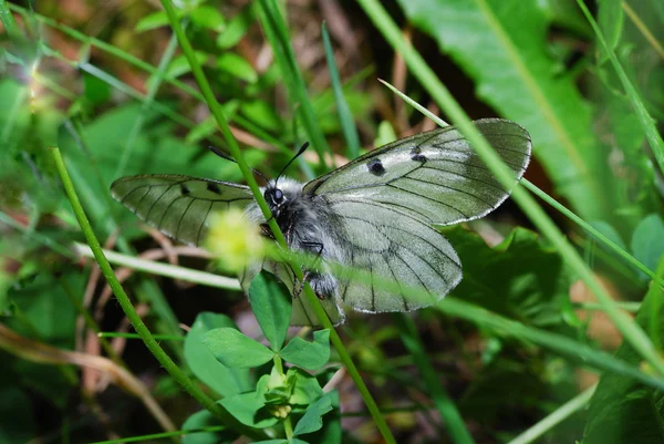 Papillon apollon — Photo