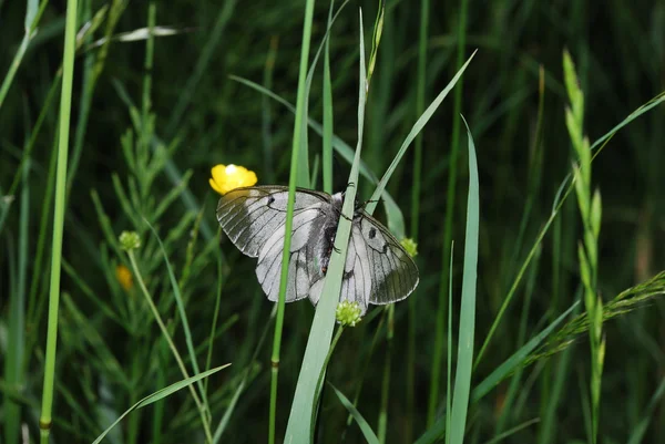 Apollo vlinder op blad weergave midden — Stockfoto