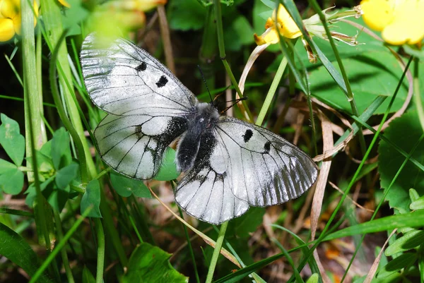 Haut papillon apollo — Photo