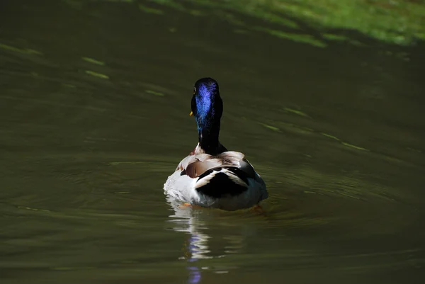 Ente im Teich — Stockfoto