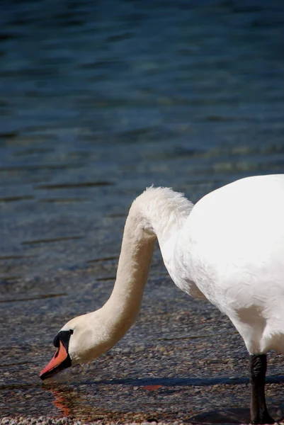 Swan drinking — Stock Photo, Image