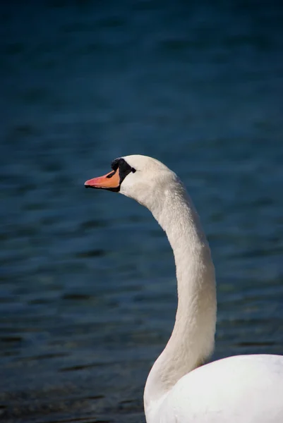 Cisne Branco — Fotografia de Stock