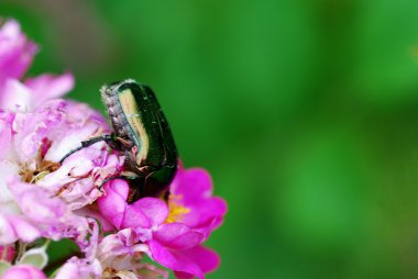 çiçek gül böceği baş