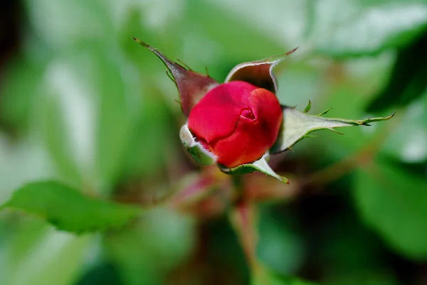 Piros rózsa-bud — Stock Fotó