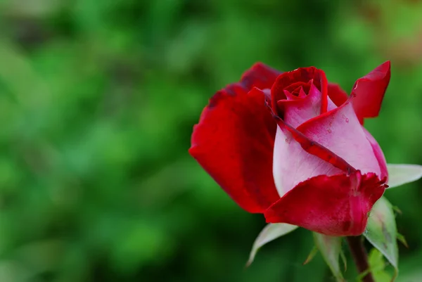 Červená růže vpravo — Stock fotografie