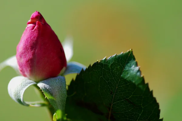 Růže bud — Stock fotografie