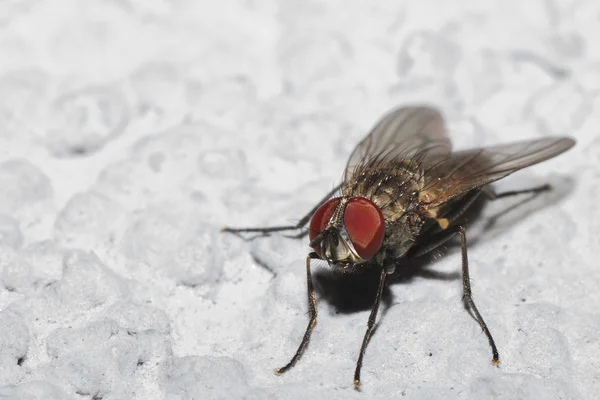 Fliegen große Ansicht — Stockfoto