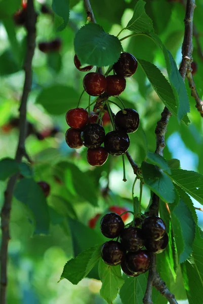 Cherries on the tree portrait — Stock Photo, Image